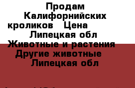Продам Калифорнийских кроликов › Цена ­ 1 500 - Липецкая обл. Животные и растения » Другие животные   . Липецкая обл.